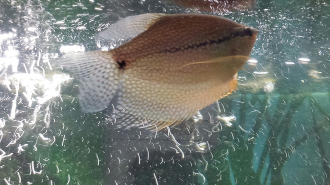 freshwater fish - trichogaster leeri - pearl gourami stocking in 55 gallons tank - Pearly.Our pearl gourami