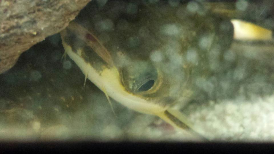 freshwater fish - auchenipterichthys thoracatus - zamora catfish stocking in 55 gallons tank - Zamora catfish. The three musketeers