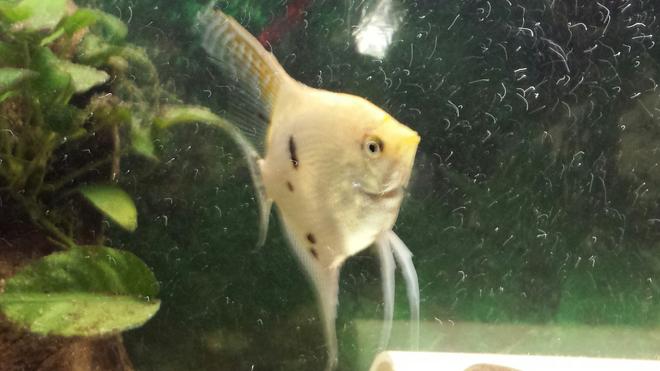 freshwater fish - pterophyllum sp. - gold veil angel stocking in 55 gallons tank - Po. Our angelfish