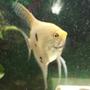 freshwater fish - pterophyllum sp. - gold veil angel stocking in 55 gallons tank - Po. Our angelfish