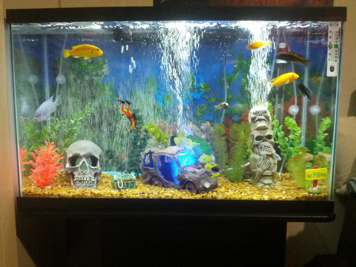 29 gallons freshwater fish tank (mostly fish and non-living decorations) - My freshwater tank.