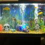 29 gallons freshwater fish tank (mostly fish and non-living decorations) - My freshwater tank.