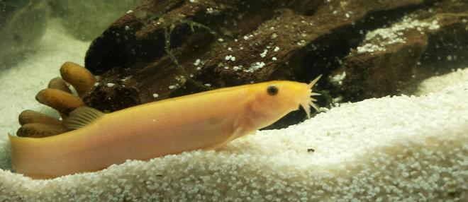 freshwater fish - misgurnus anguillicaudatus - dojo loach stocking in 55 gallons tank - Dragonite, dojo loach