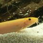 freshwater fish - misgurnus anguillicaudatus - dojo loach stocking in 55 gallons tank - Dragonite, dojo loach