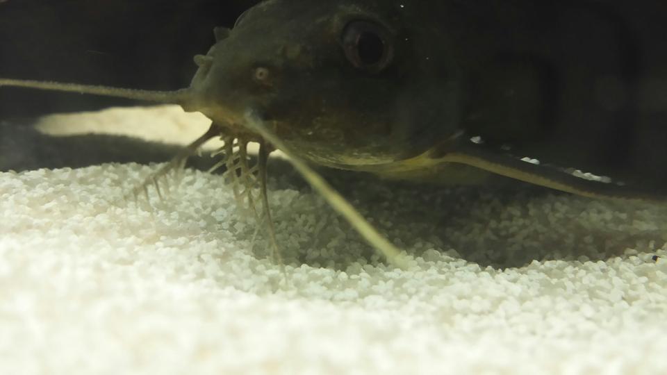 freshwater fish - synodontis ocellifer - synodontis ocellifer catfish stocking in 55 gallons tank - Spots . Synodontis ocellifer.