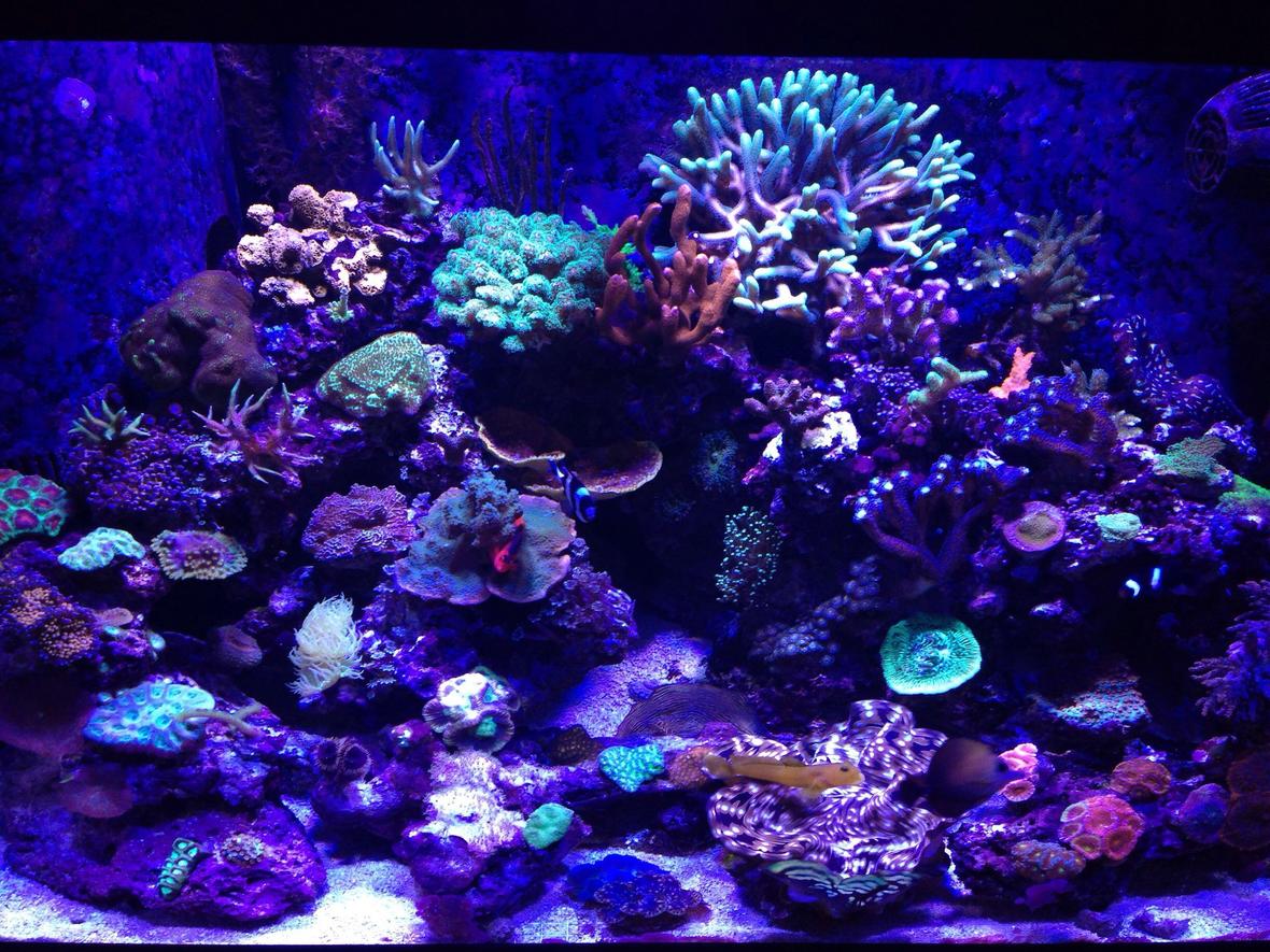 65 gallons reef tank (mostly live coral and fish) - 65 gallon reef