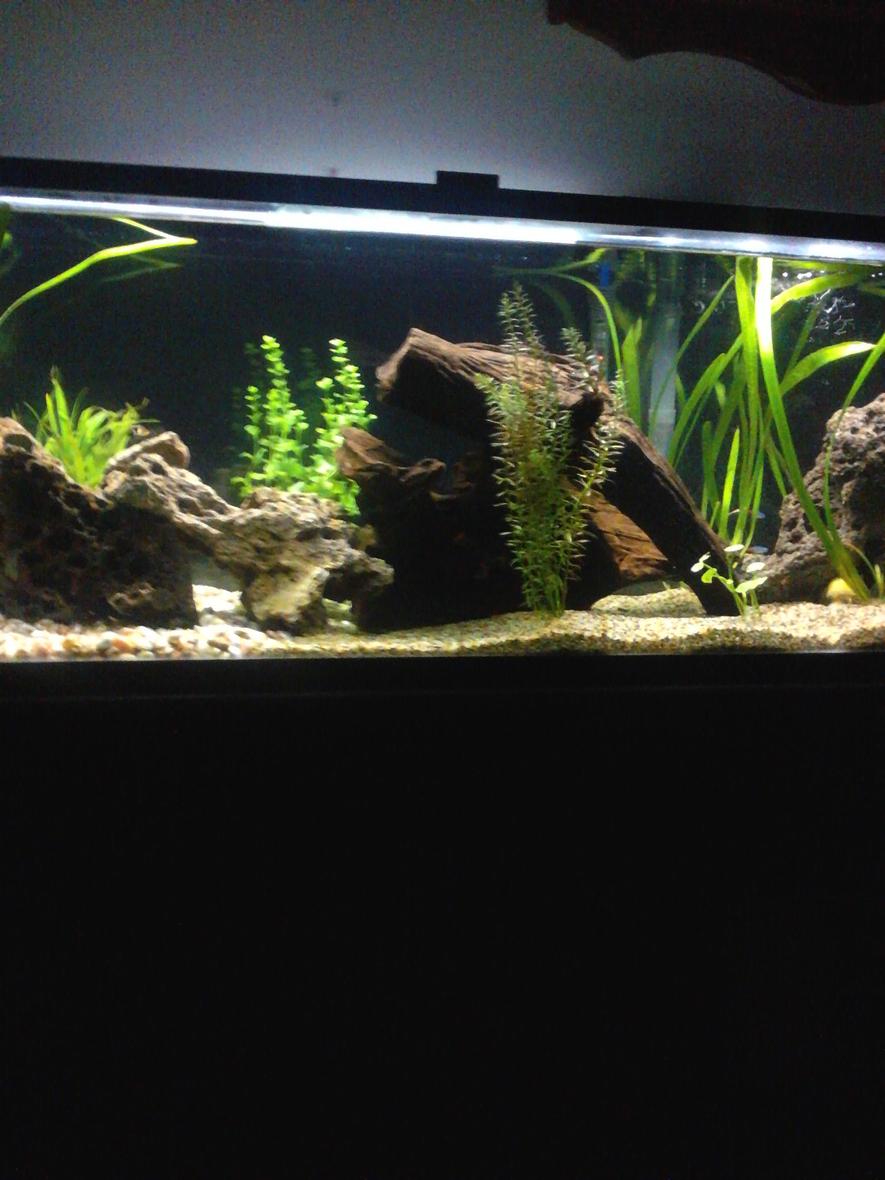 Rated #44: 60 Gallons Planted Tank - Discus, cats, tetra, frogs and live plants.