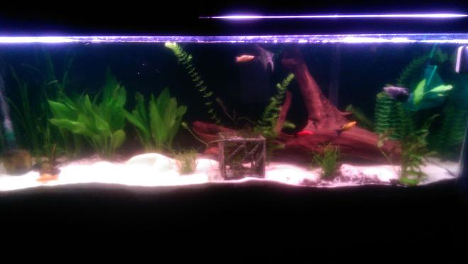 55 gallons planted tank (mostly live plants and fish) - The 55 gal.