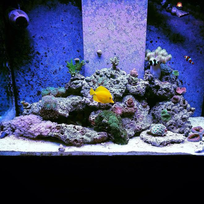 70 gallons reef tank (mostly live coral and fish) - My reef