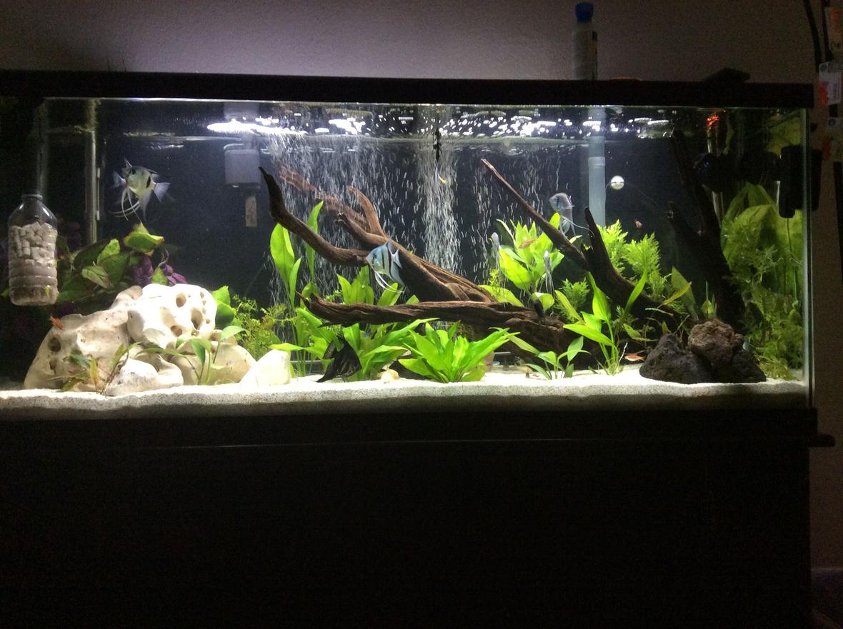55 gallons planted tank (mostly live plants and fish) - 55 gallon planted angel fish tank