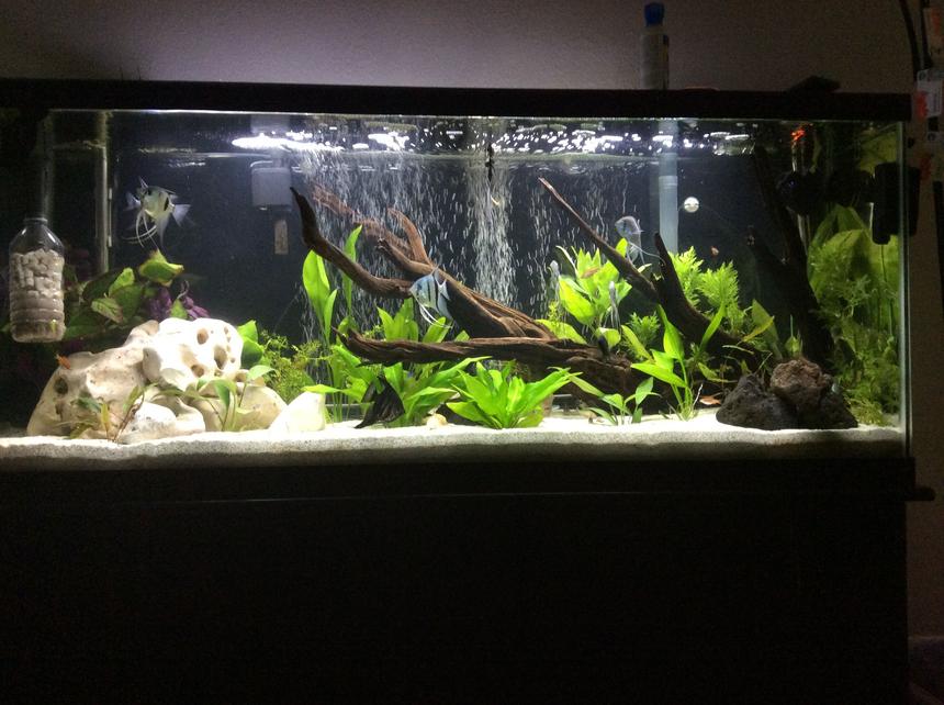 Rated #16: 55 Gallons Planted Tank - 55 gallon planted angel fish tank