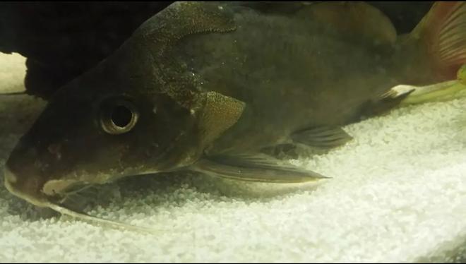 freshwater fish - bagrichthys hypselopterus - black lancer cat stocking in 55 gallons tank - Shifu since the other pic is not showing.