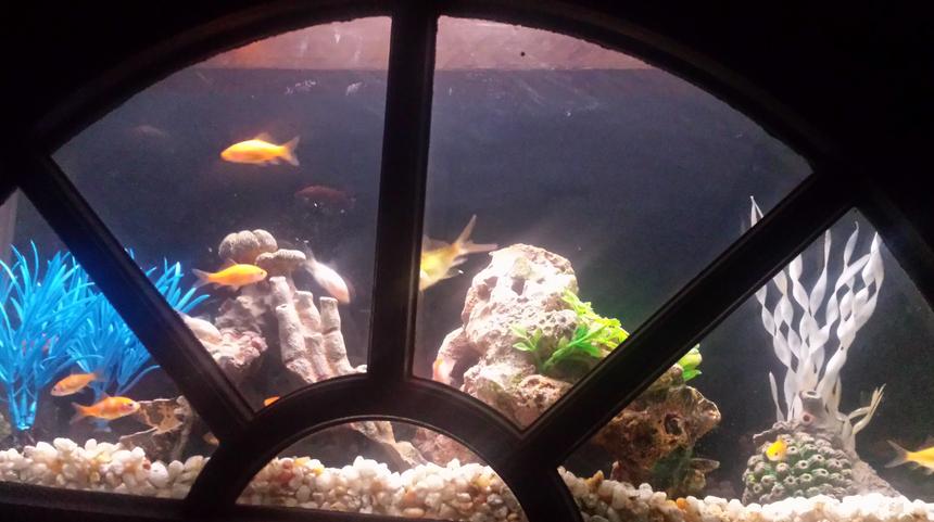 Rated #68: 4 Gallons Freshwater Fish Tank - current