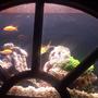 4 gallons freshwater fish tank (mostly fish and non-living decorations) - current