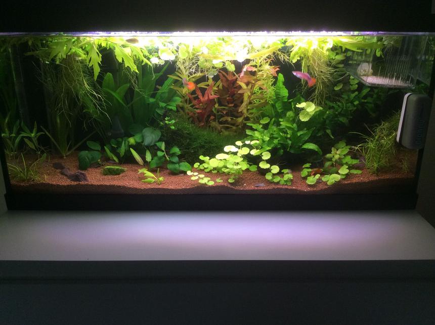 Rated #345: 20 Gallons Planted Tank - Update of my aquarium.