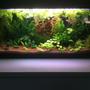 20 gallons planted tank (mostly live plants and fish) - Update of my aquarium.