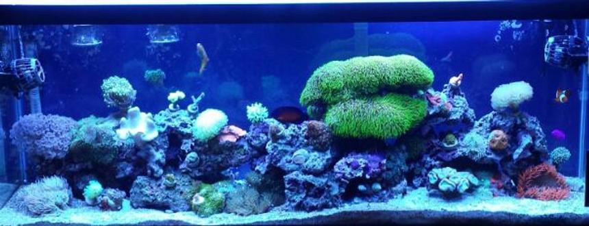 Rated #23: 50 Gallons Reef Tank - My 50 gallon sumpless reef.