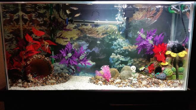 40 gallons freshwater fish tank (mostly fish and non-living decorations) - 40 gal community tank