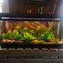 30 gallons planted tank (mostly live plants and fish) - 1 month progress. Everything doing well except the dwarf baby tears.