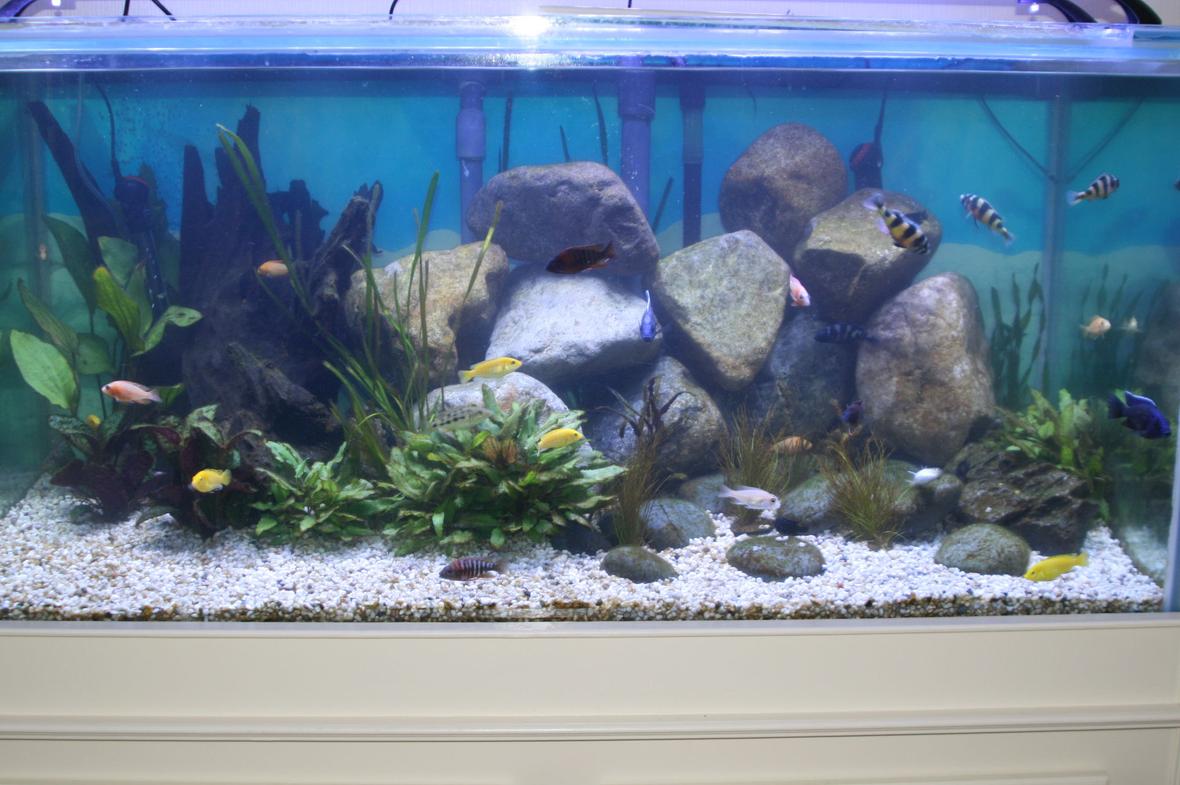 100 gallons freshwater fish tank (mostly fish and non-living decorations) - My first freshwater tank at 8 weeks
