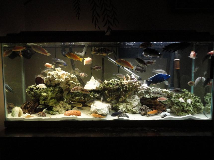 Rated #40: 55 Gallons Freshwater Fish Tank - Did a complete redo. new rock. no plant. more filtration. more fish.