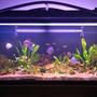 130 gallons planted tank (mostly live plants and fish) - tank after 2 months