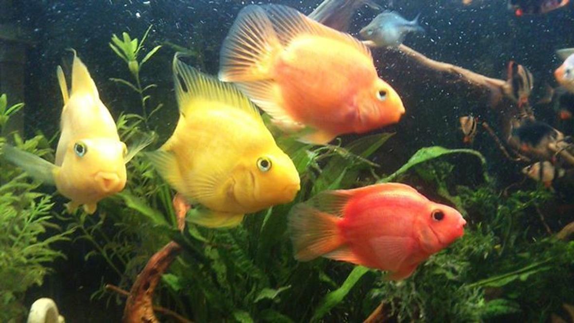 freshwater fish - heros severus x amphilophus citrinellum - blood parrot stocking in 50 gallons tank - parrot fish