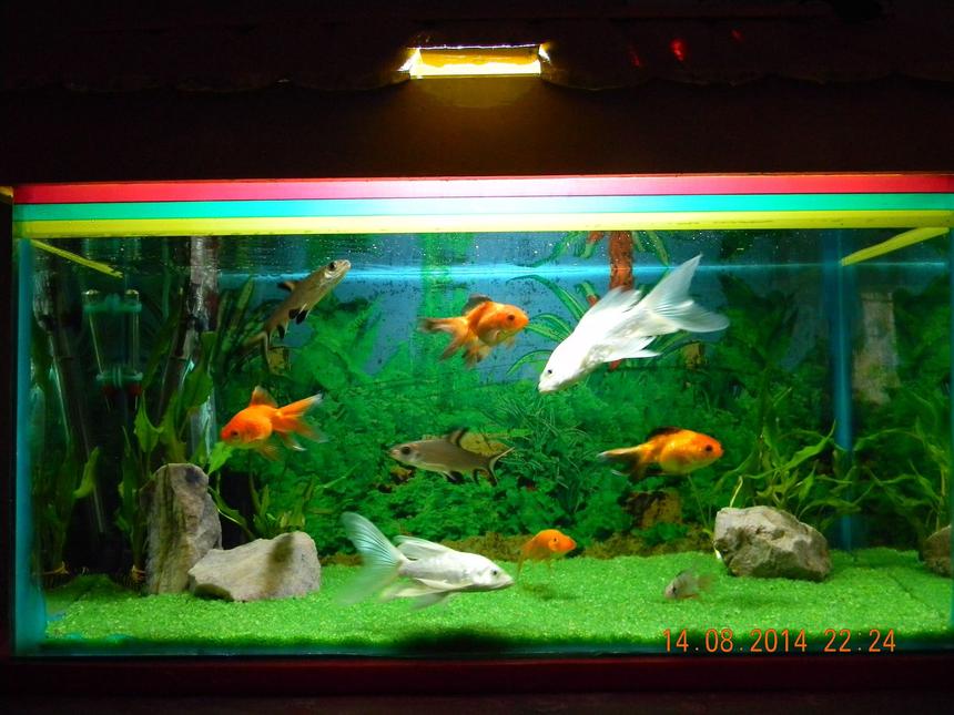 Rated #109: 10 Gallons Freshwater Fish Tank - 2 BALA SHARK, 2 Milky koi carp, 4 Loaches, 3 Gold fish