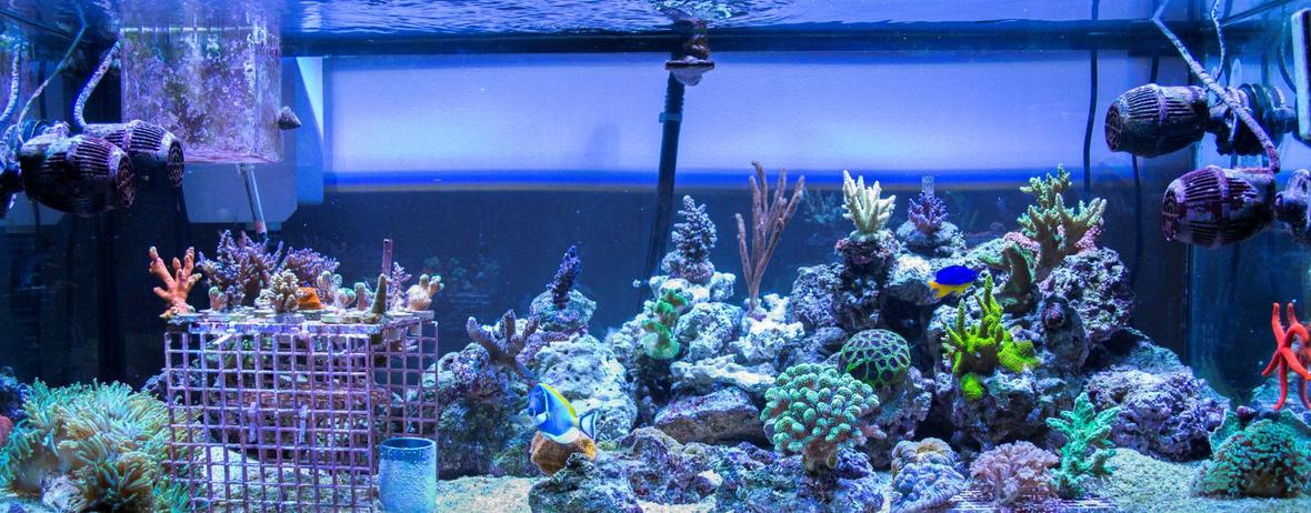 75 gallons reef tank (mostly live coral and fish) - 75 gallon SPS Dominated Mixed Reef Tank