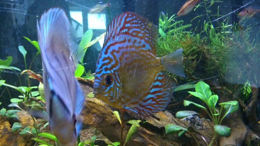 Rated #13: Freshwater Fish - Symphysodon Sp. - Snakeskin Discus Stocking In 130 Gallons Tank - Big blue