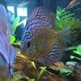 freshwater fish - symphysodon sp. - snakeskin discus stocking in 130 gallons tank - Big blue