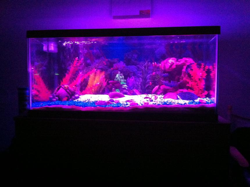 Rated #19: Fish Tank Picture - Full spectrum led lights