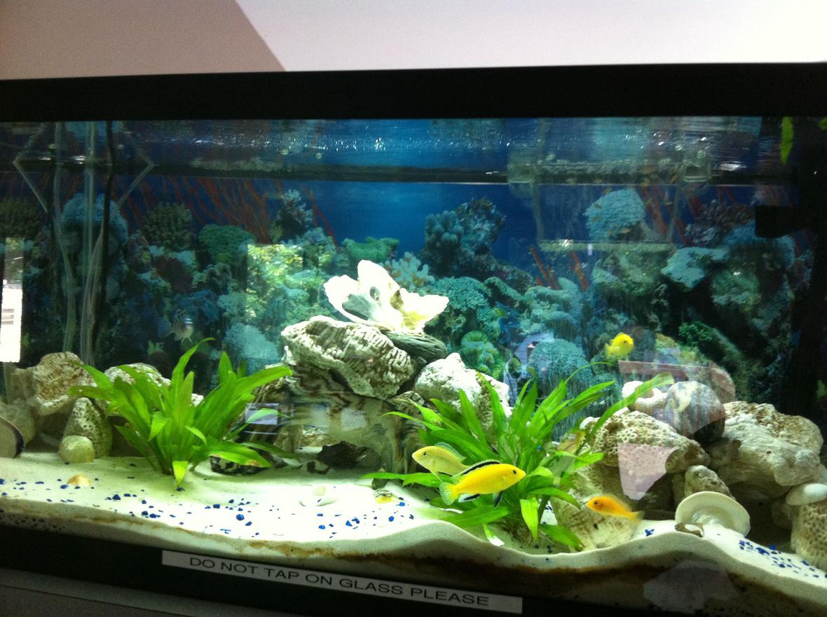 40 gallons planted tank (mostly live plants and fish) - Older setup real plants