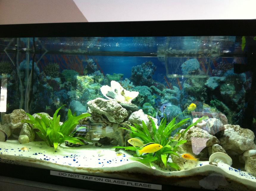 Rated #45: 40 Gallons Planted Tank - Older setup real plants