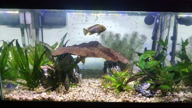 40 gallons planted tank (mostly live plants and fish) - 40 gallon planted living room tank