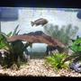 40 gallons planted tank (mostly live plants and fish) - 40 gallon planted living room tank