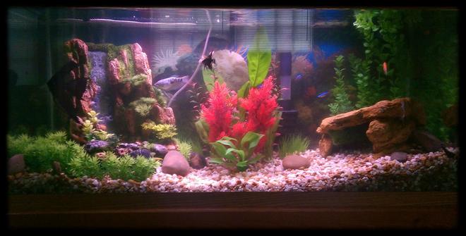 30 gallons planted tank (mostly live plants and fish) - My 30 gallon aquarium with various fish and assorted live plants and plastic plants with aquarium decor!