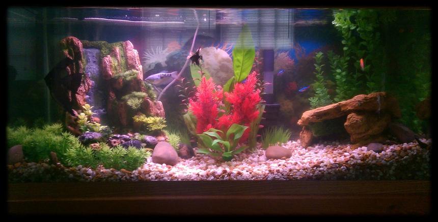 Rated #53: 30 Gallons Planted Tank - My 30 gallon aquarium with various fish and assorted live plants and plastic plants with aquarium decor!