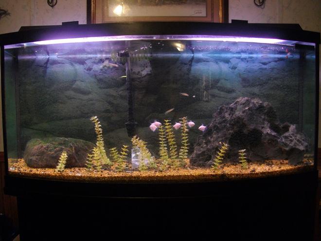 75 gallons freshwater fish tank (mostly fish and non-living decorations) - 75 Gal. Bow Front, fake plants, rocks I found, mixed tropical fish, and a chunk of ice in the middle. Just kidding its a piece of clear class.