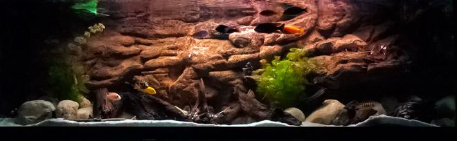 125 gallons freshwater fish tank (mostly fish and non-living decorations) - 125 g african cichlid.