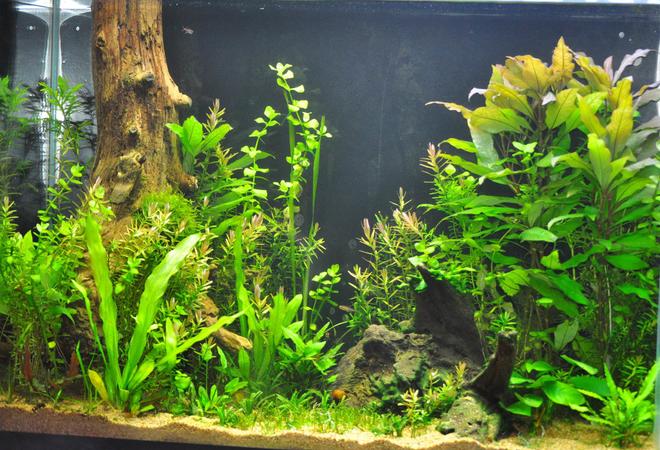 25 gallons planted tank (mostly live plants and fish) - 39 gallon
pressurized CO2
low lighting