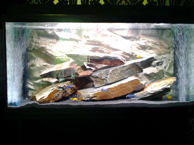20 gallons freshwater fish tank (mostly fish and non-living decorations) - Cichlid tank