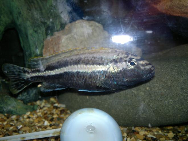 freshwater fish - melanochromis auratus - auratus cichlid stocking in 45 gallons tank - My lovely Auratus Male!