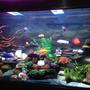 75 gallons freshwater fish tank (mostly fish and non-living decorations) - new set up