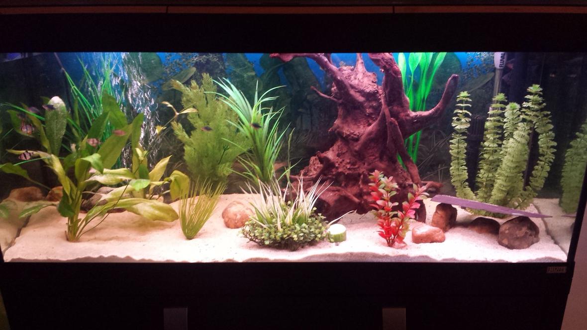 55 gallons freshwater fish tank (mostly fish and non-living decorations) - Cichlid tank