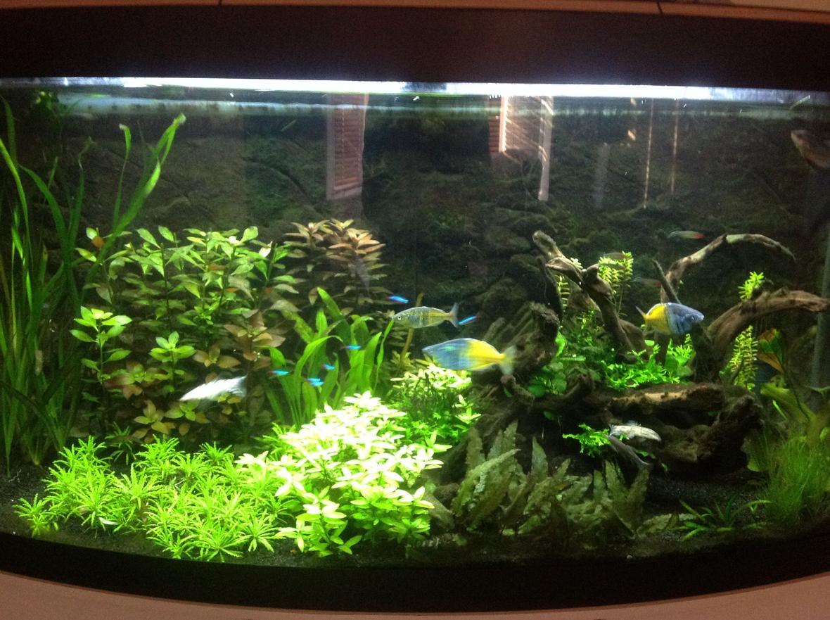 60 gallons planted tank (mostly live plants and fish) - Stu's planted 260L tank