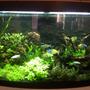 60 gallons planted tank (mostly live plants and fish) - Stu's planted 260L tank