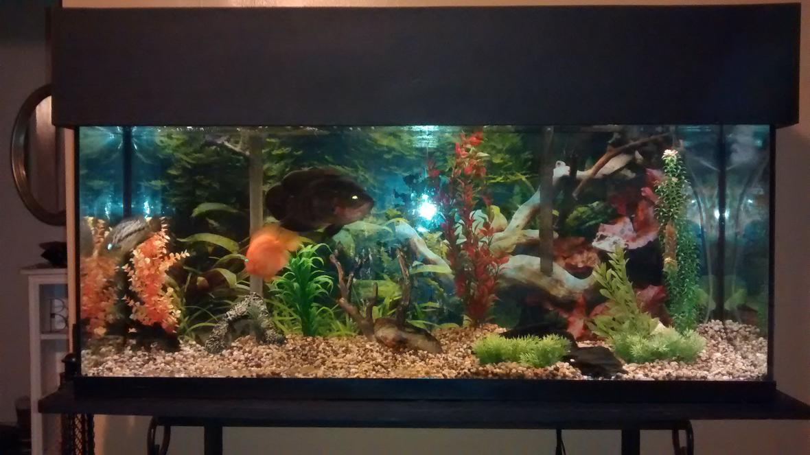 55 gallons freshwater fish tank (mostly fish and non-living decorations) - 55 gallon with Oscar, managuense, parrot cichlid.