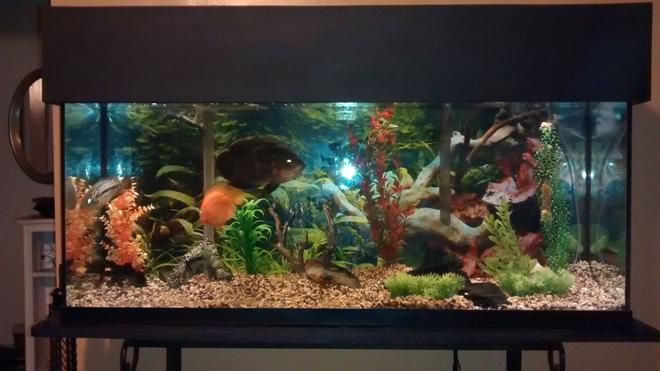 55 gallons freshwater fish tank (mostly fish and non-living decorations) - 55 gallon with Oscar, managuense, parrot cichlid.