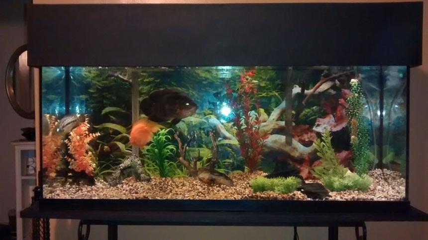 Rated #48: 55 Gallons Freshwater Fish Tank - 55 gallon with Oscar, managuense, parrot cichlid.